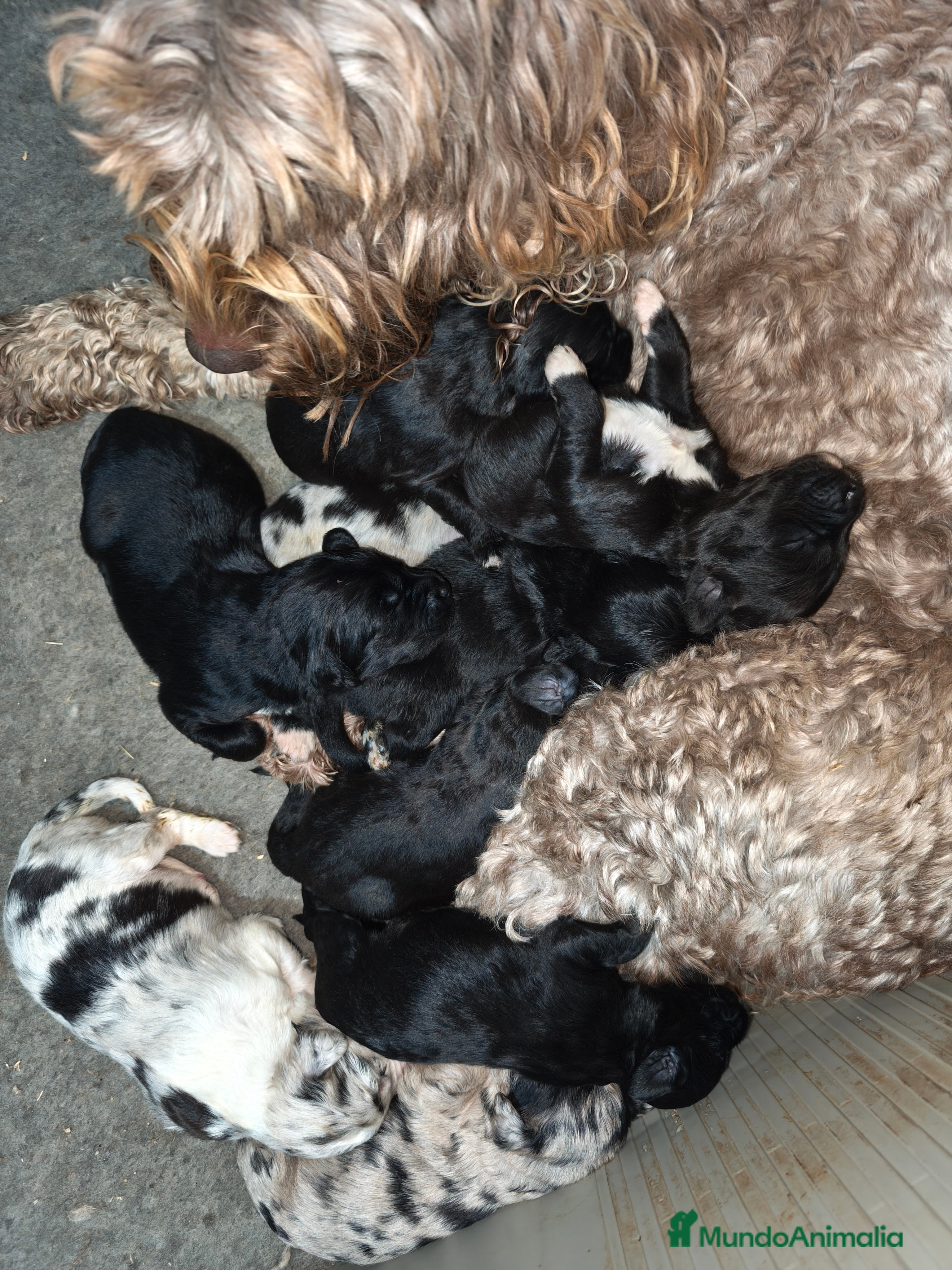 Raza Mixta perros Cachorros cruce de caniche x border collie) - Anuncio 28