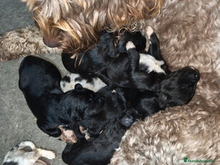 Raza Mixta perros Cachorros cruce de caniche x border collie) - Anuncio 28
