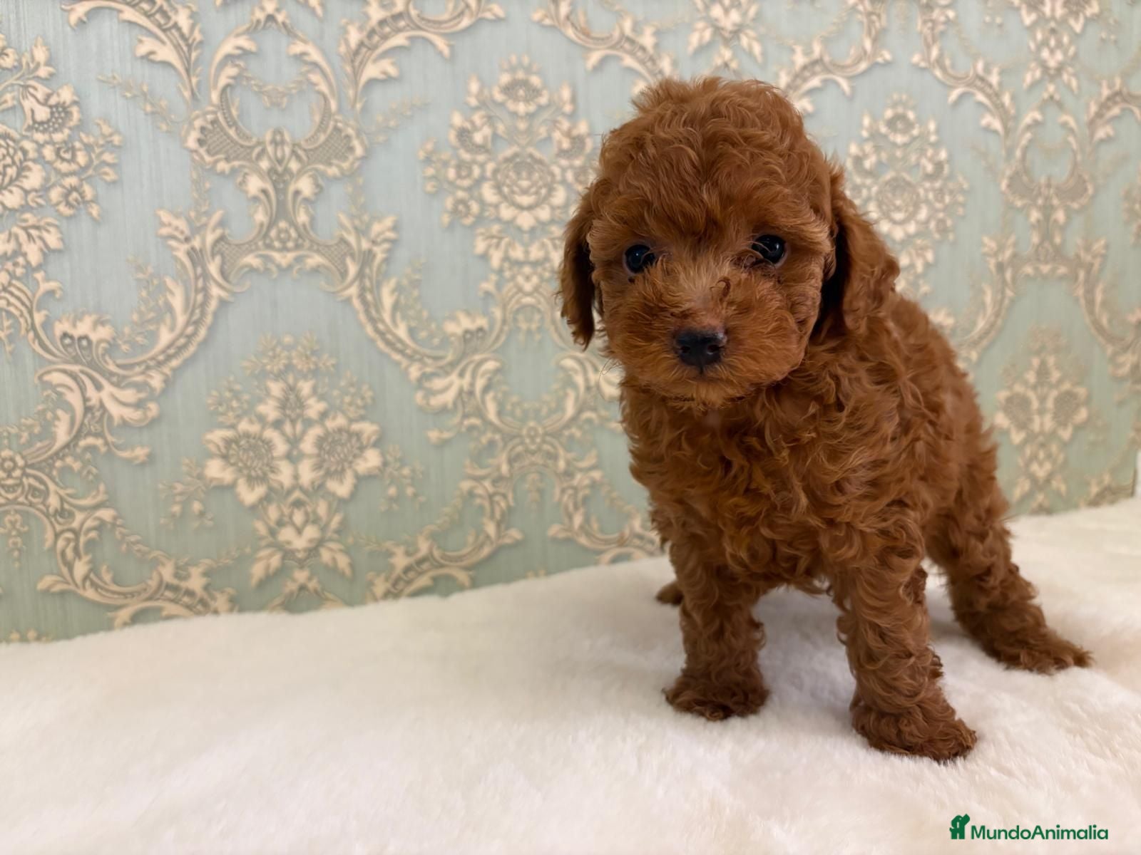 Caniche Toy perros CACHORROS DE CANICHE  - Anuncio 23