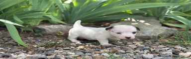 Jack Russell Terrier Cachorro 4