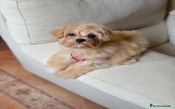 Maltipoo perros en venta: Maltipoo Toy hembra 5 meses - Imagen 7