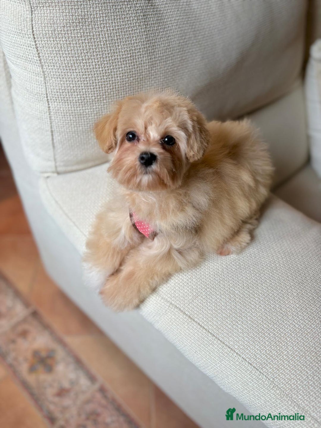 Maltipoo perros en venta: Maltipoo Toy hembra 5 meses - Imagen 7