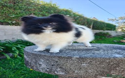 Pomerania perros en venta: Lulu de pomerania  - Imagen 3