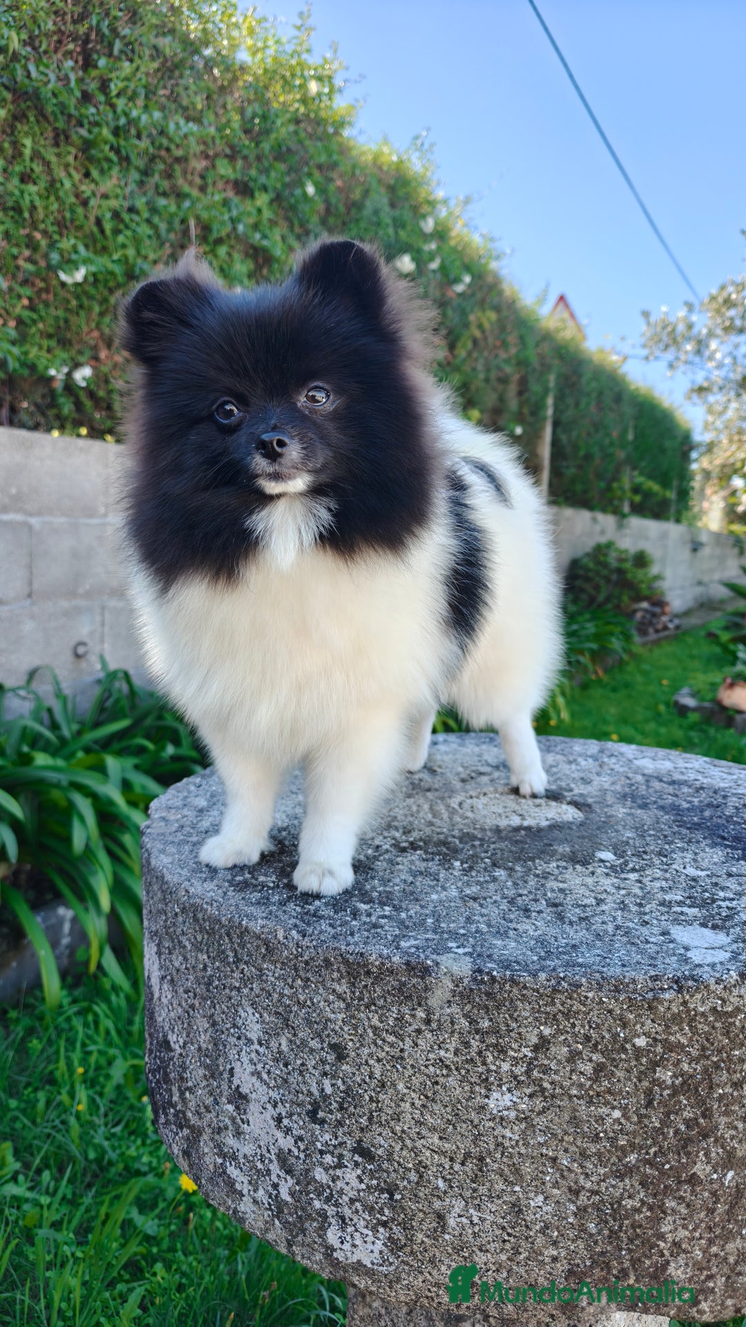 Pomerania perros en venta: Lulu de pomerania  - Imagen 3