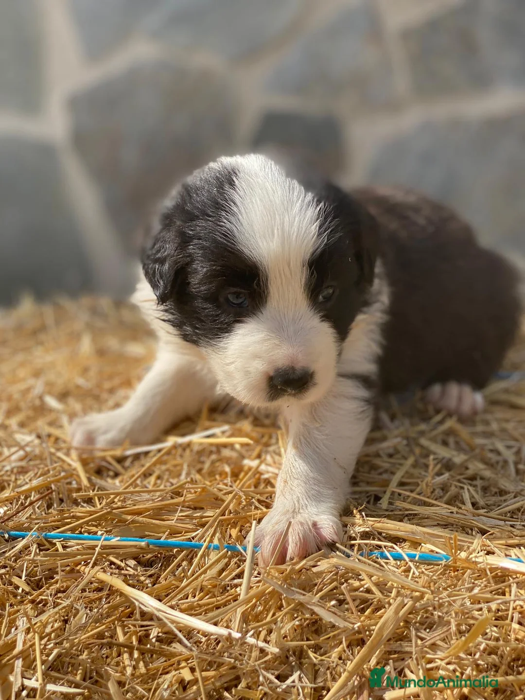 Border Collie perros en venta: Border collie  - Anuncio 2