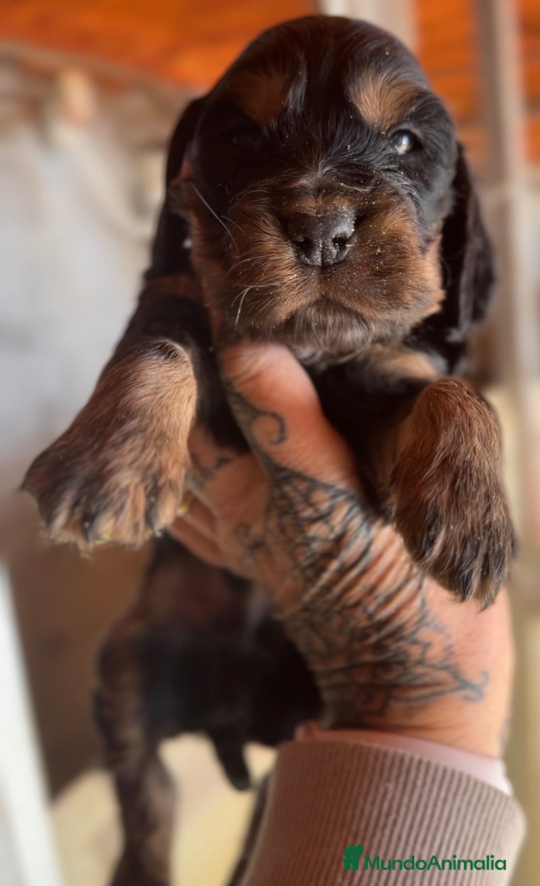 Cocker Spaniel Inglés perros en venta: Cocker negro fuego  - Anuncio 1