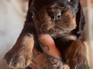 Cocker Spaniel Inglés perros Cocker negro fuego - Anuncio 14