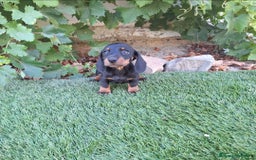 Teckel Miniatura perros en venta: TECKEL MINI  - Imagen 1