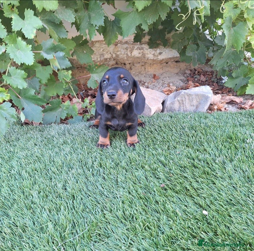 Teckel Miniatura perros en venta: TECKEL MINI  - Imagen 1