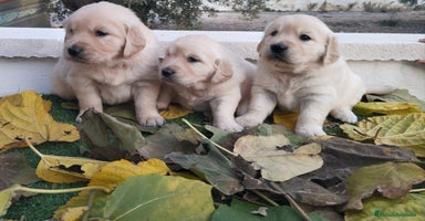 Golden Retriever perros - Anuncio 5