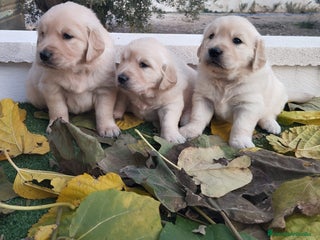 Golden Retriever perros - Anuncio 12