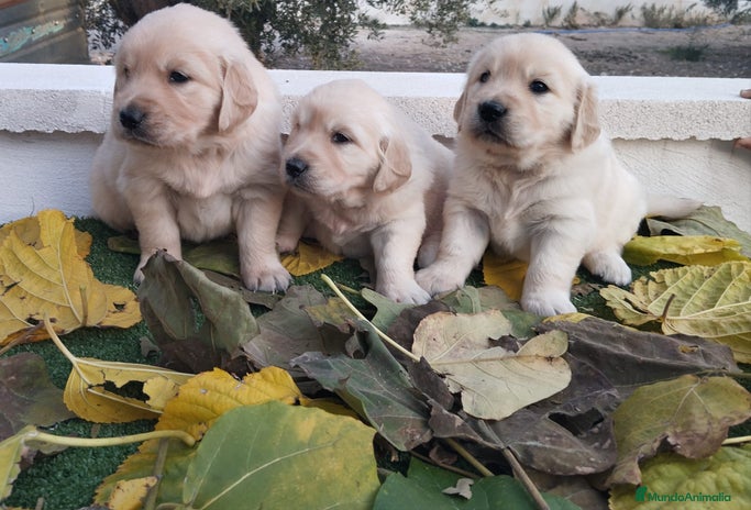 Golden Retriever perros - Anuncio 1