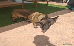 Pastor Belga Malinois perros en venta: Pastor belga malinois  - Imagen 10