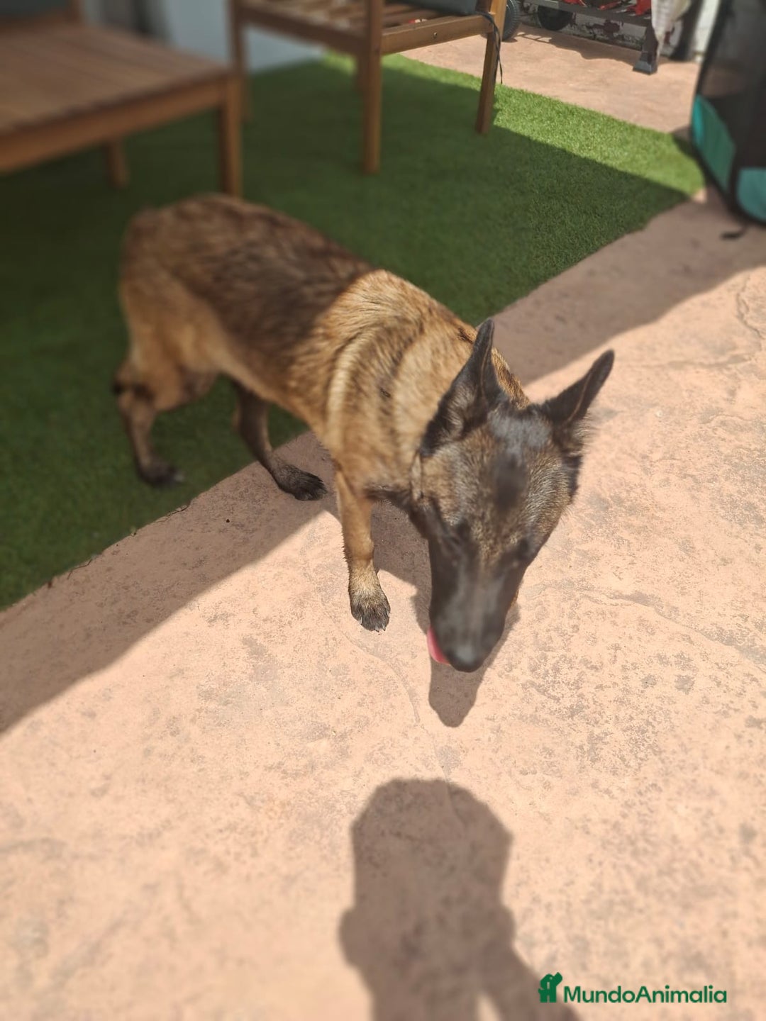 Pastor Belga Malinois perros en venta: Pastor belga malinois  - Imagen 10