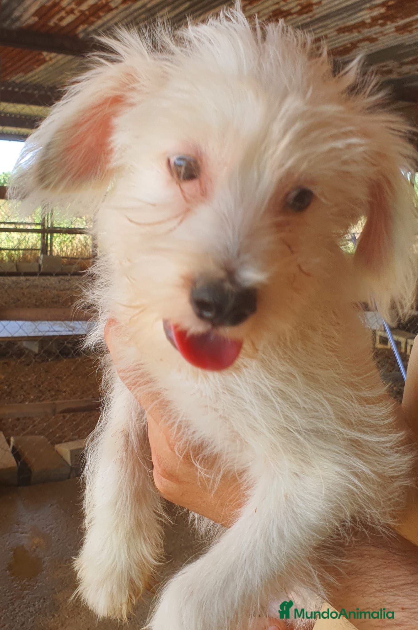 Otras razas perros Cachorritos Crestados Chinos. - Anuncio 8