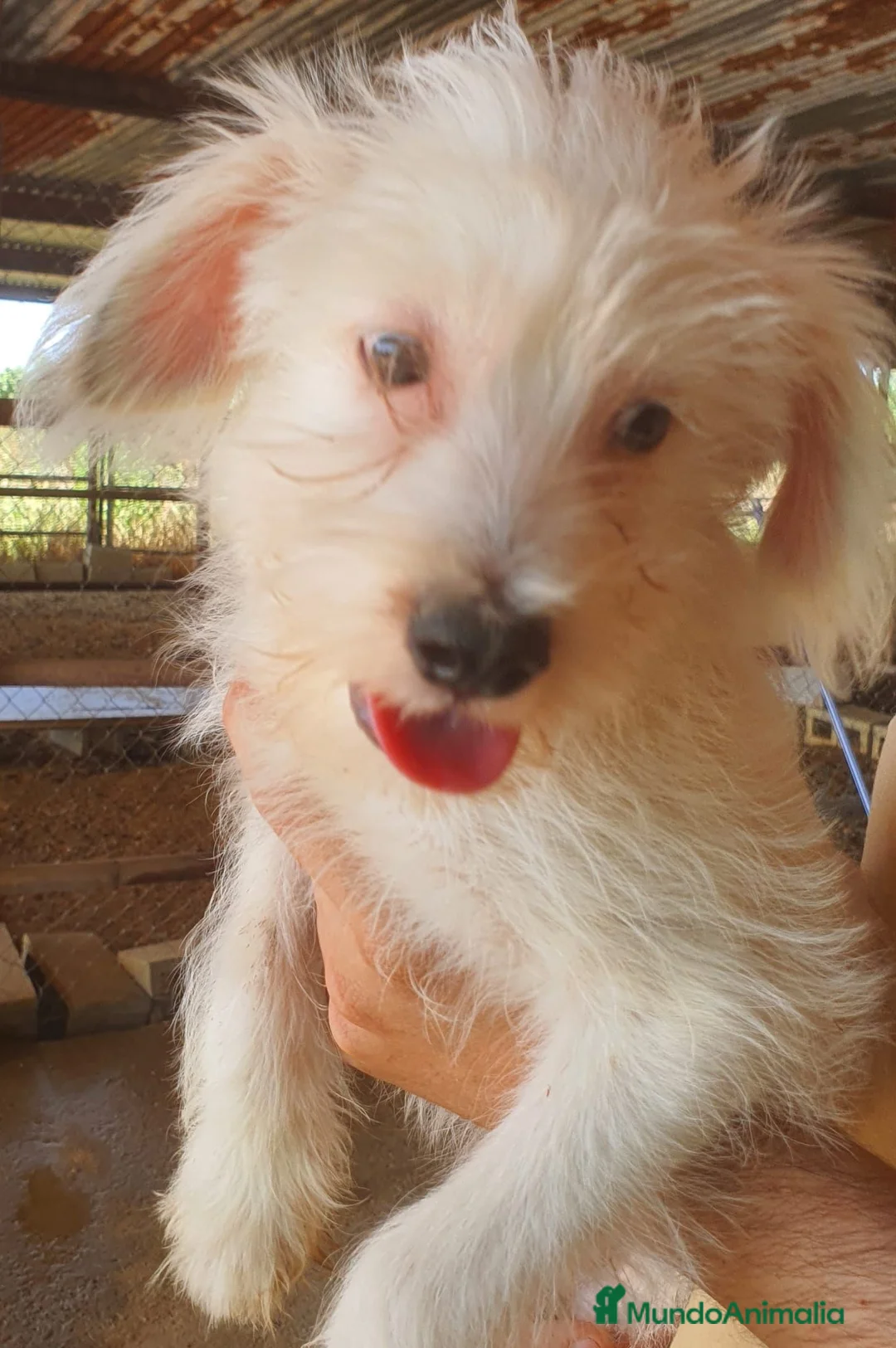 Otras razas perros en venta: Cachorritos Powder Puff - Anuncio 1