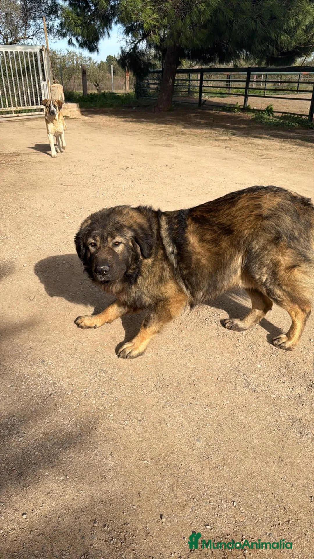 Raza Mixta perros en venta: Mestizo de mastín x Cáucaso  - Anuncio 37