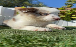 Border Collie perros en venta: BORDER COLLIE - Anuncio 5