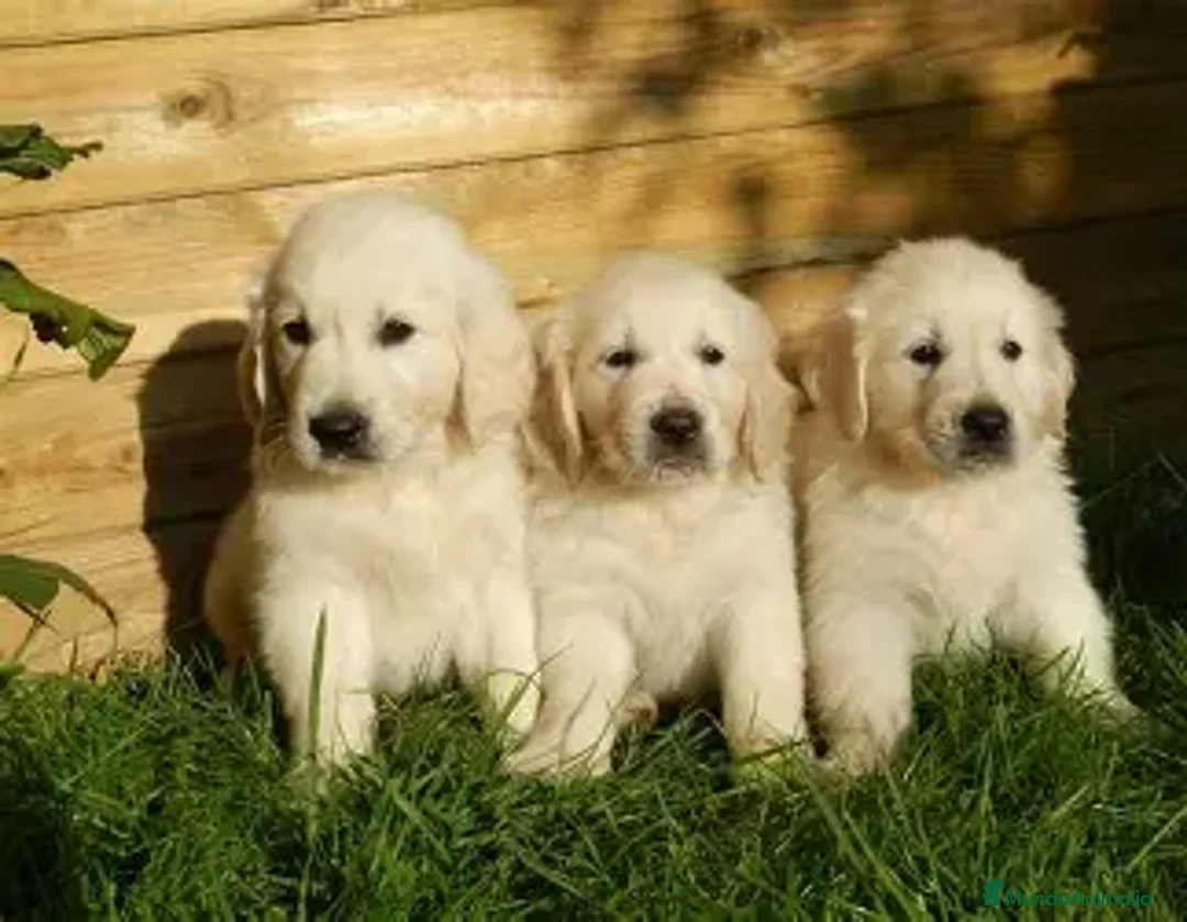 Golden Retriever perros en venta: CACHORRO GOLDEN RETRIEVER - 2 MESES - Anuncio 1