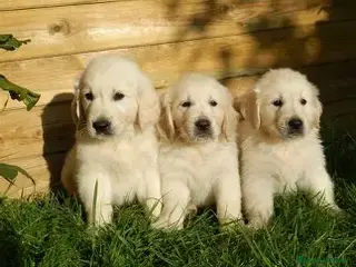 Golden Retriever perros CACHORRO GOLDEN RETRIEVER - 2 MESES - Anuncio 1