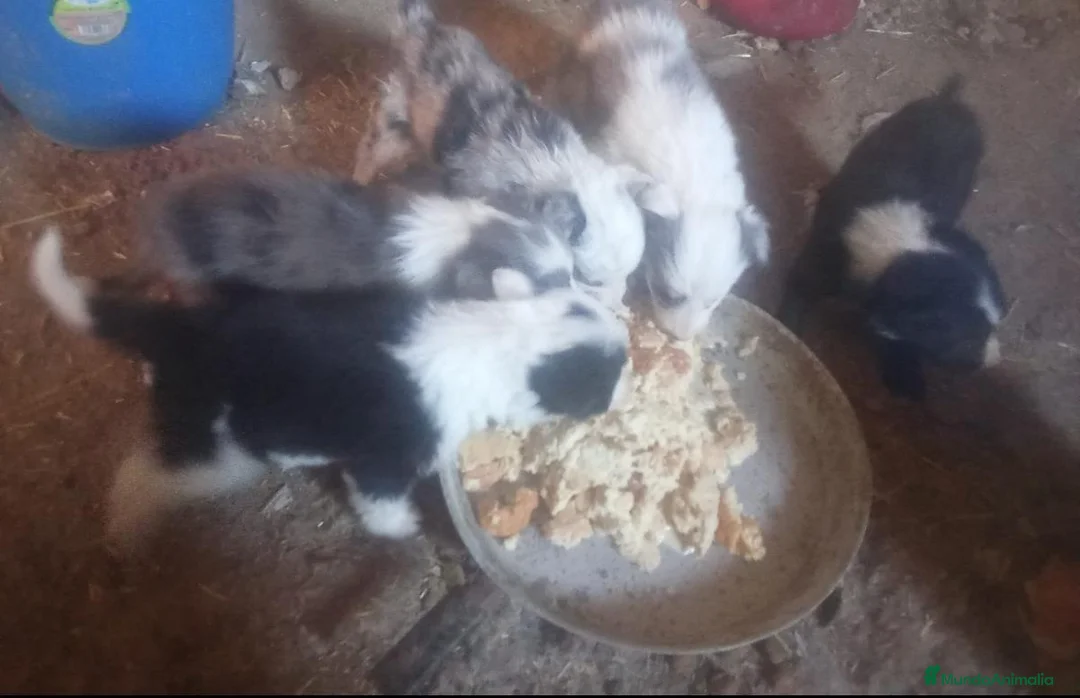 Border Collie perros en adopcion: Precioso border collie - Anuncio 2