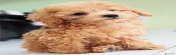 Maltipoo perros en venta: Maltipoo mini  - Anuncio 4