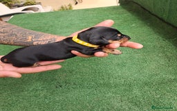 Teckel Miniatura perros en venta: Teckel Miniatura  - Imagen 28