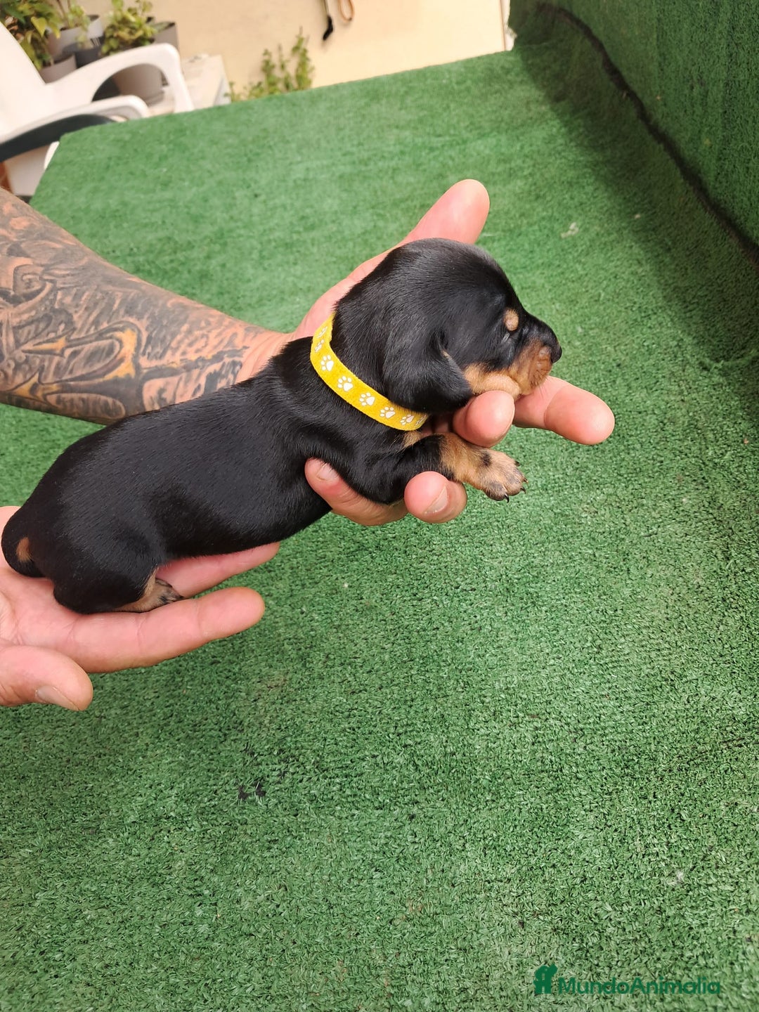 Teckel Miniatura perros en venta: Teckel Miniatura  - Imagen 28