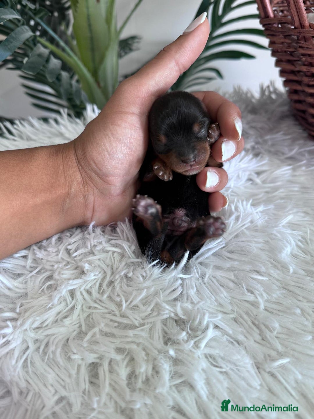 Yorkshire Terrier perros en venta: YORKSHIRE TERRIER MACHO  - Imagen 3