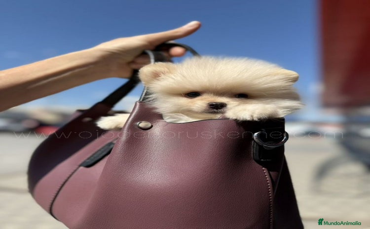 Pomerania perros - Propaganda 1