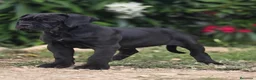 Cane Corso perros en venta: Cachorros de Cane Corso - Anuncio 7