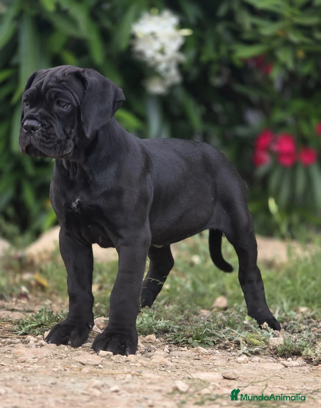 Cane Corso perros en venta: Cachorros de Cane Corso - Anuncio 7