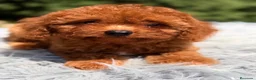 Cavapoo perros en venta: Cavapoo rojo intenso  - Anuncio 3