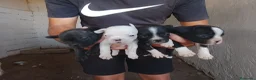Bulldog Francés perros en venta: Cachorros de bulldog francés  - Anuncio 2
