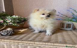 Pomerania perros en venta: Pomerania Macho disponible.  - Imagen 1