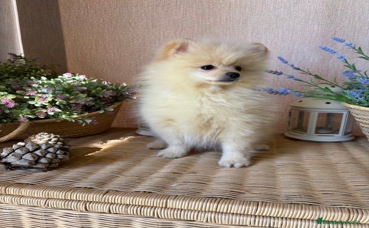 Pomerania perros - Anuncio 4