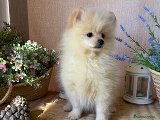 Pomerania perros - Anuncio 3
