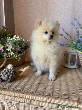 Pomerania perros - Anuncio 1