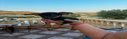 Pinscher Miniatura perros en venta: Mini pincher - Anuncio 4