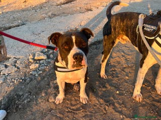 American Bully perros JORDI ❤️ en adopción - Anuncio 1