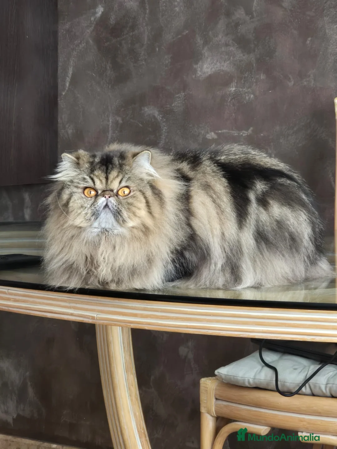 Persa gatos en venta: Gc ch  ich - Anuncio 11