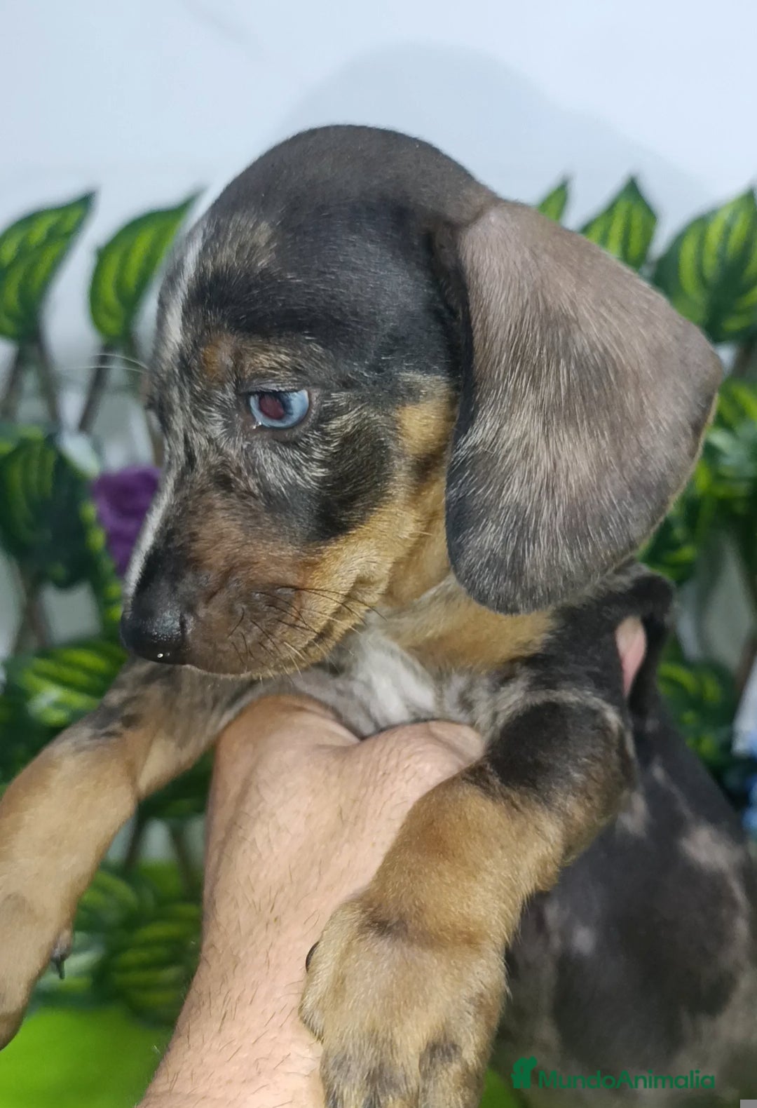 Teckel Miniatura perros en venta: Teckel miniatura y kaninchen  - Imagen 2