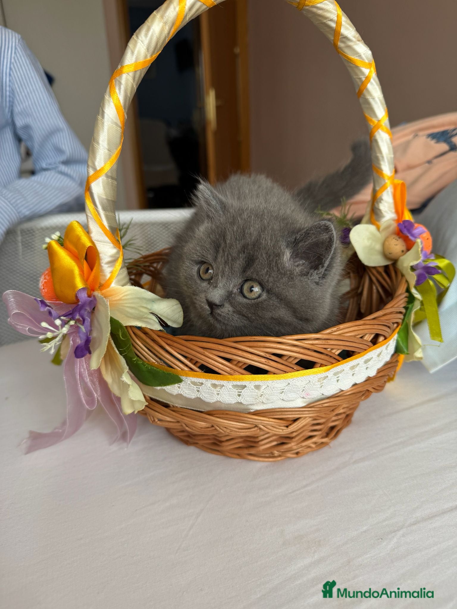 Británico de Pelo Corto Azul gatos BRITISH preciosa camada 💖  - Anuncio 2