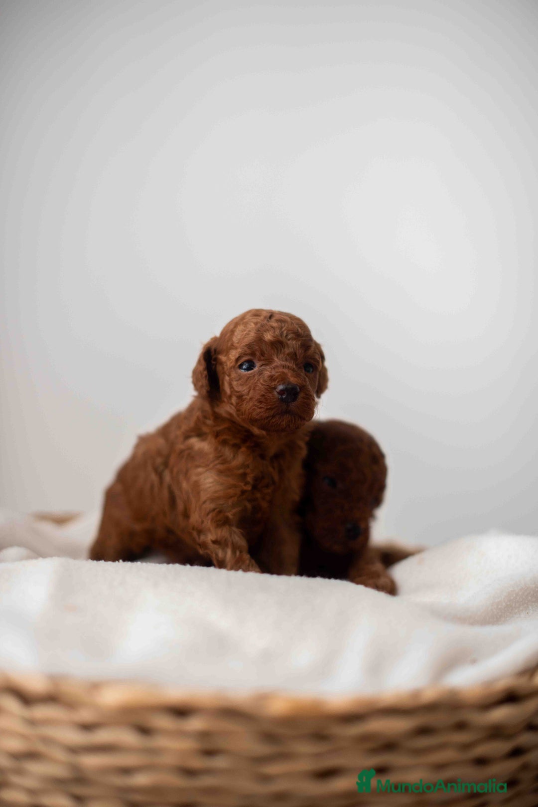 Caniche Toy perros en venta: Caniche toy rojo intenso - Anuncio 13