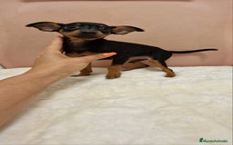 Pinscher Miniatura perros en venta: Hembra mini pincher TOY - Imagen 4
