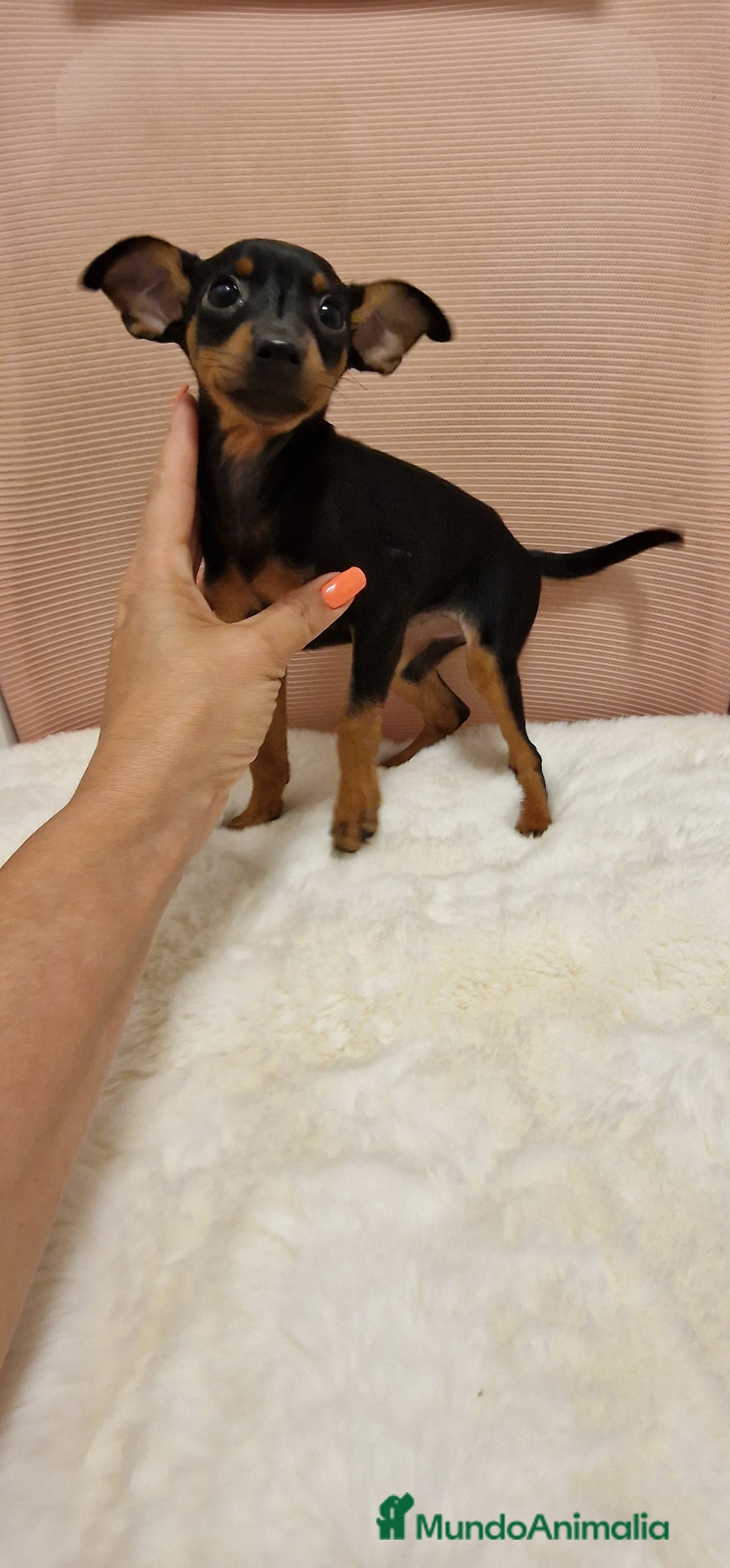 Pinscher Miniatura perros en venta: Hembra mini pincher TOY - Imagen 4