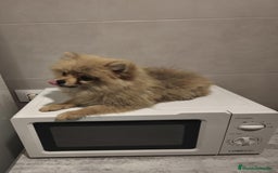 Pomerania perros en venta: Pomerania  - Anuncio 7