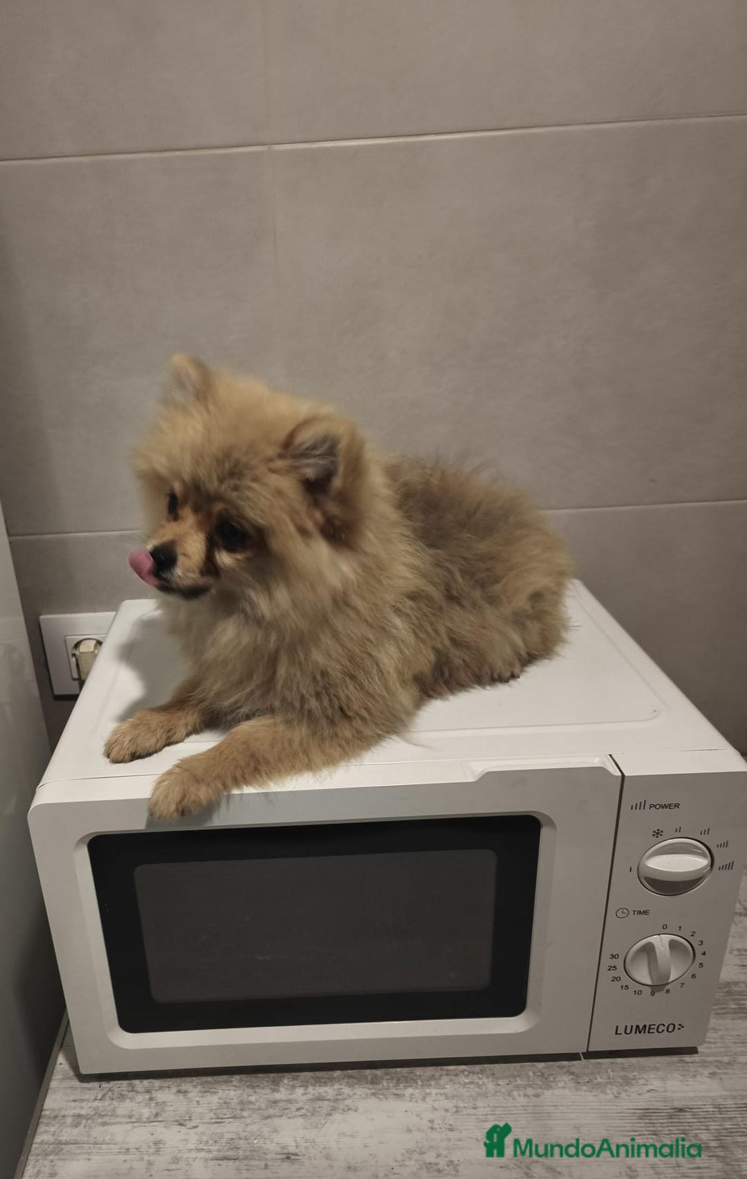 Pomerania perros en venta: Pomerania  - Anuncio 7