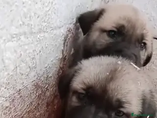 Mastín Español perros Camada de mastín disponible - Anuncio 2