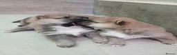 Shiba Inu perros en venta: SHIBA INU - Anuncio 7